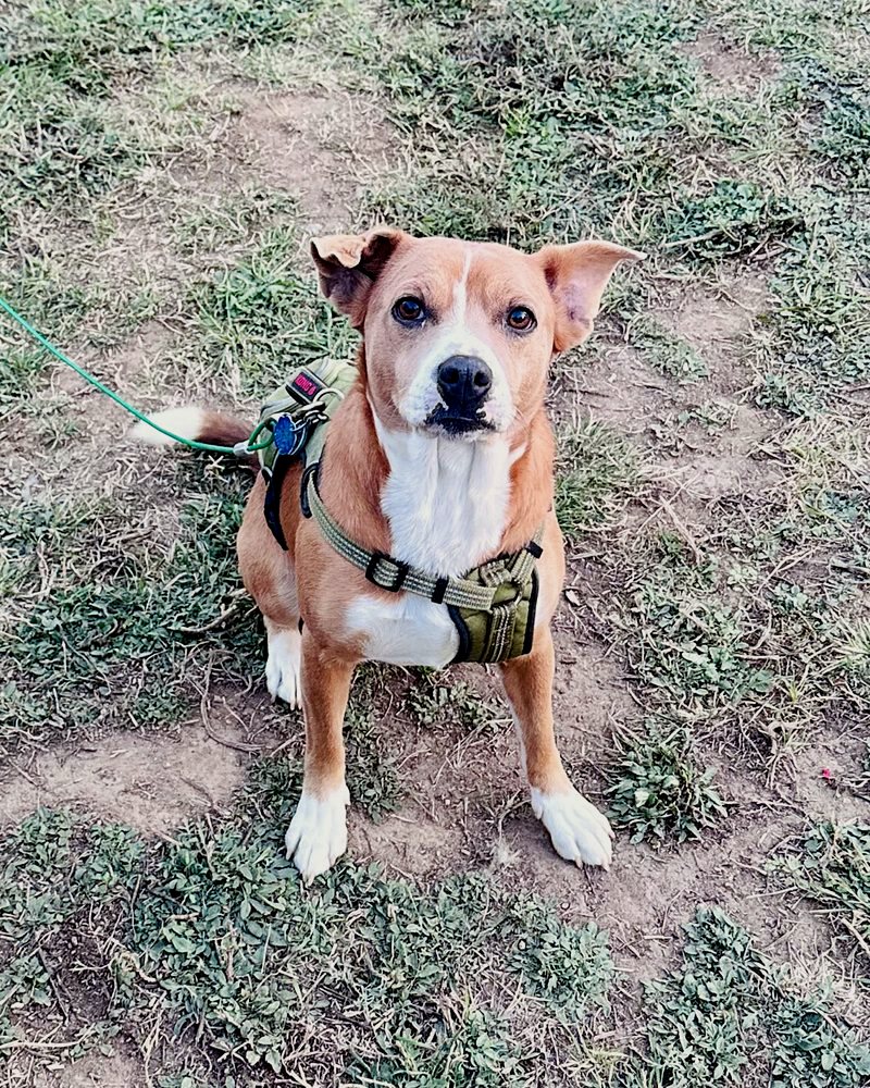 Bagel, the tan and white shop puppy at Farrell's Automotive, in a green harness