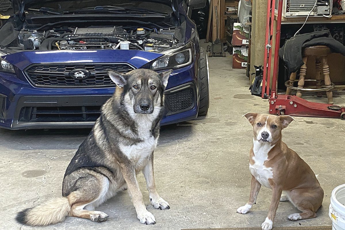 Dora and Bagel, the Farrell's Automotive shop dogs, keeping watch during a tune-up