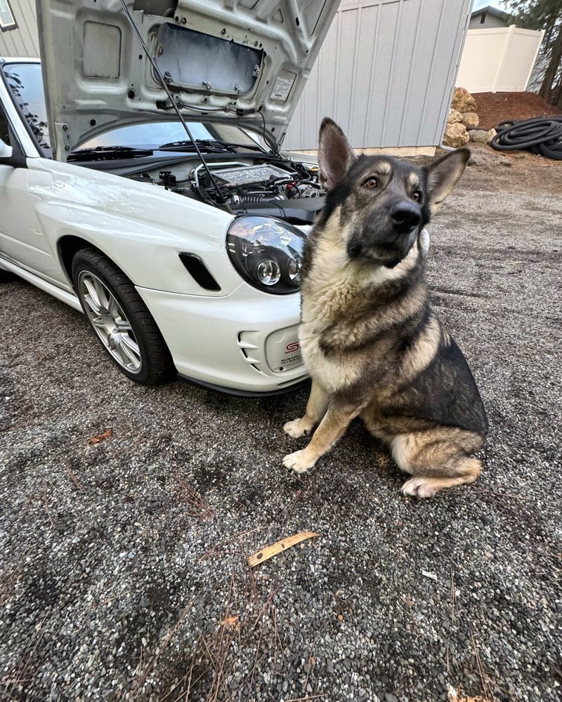 Dora, the German Shepherd mix shop greeter at Farrell's Automotive, sitting by a white Subaru WRX with the hood open